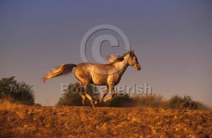 Arabský plnokrevník 9.jpg