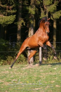 Obrazek