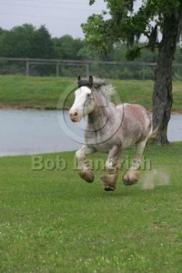 Obrazek
