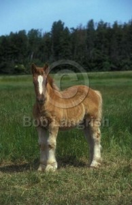 Obrazek