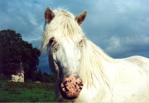 Obrazek