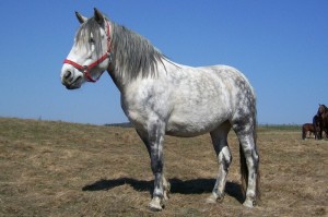 Obrazek