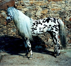 Obrazek