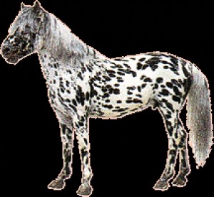 Obrazek