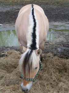 Obrazek