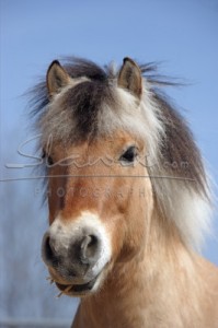 Obrazek
