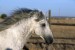 Andaluský kůň 0.jpg