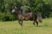 Andaluský kůň 1.jpg