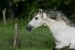 Andaluský kůň 11.jpg