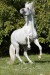 Andaluský kůň 136.jpg