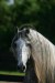 Andaluský kůň 15.jpg