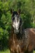 Andaluský kůň 16.jpg