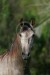 Andaluský kůň 19.jpg