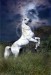 Andaluský kůň 20.jpg